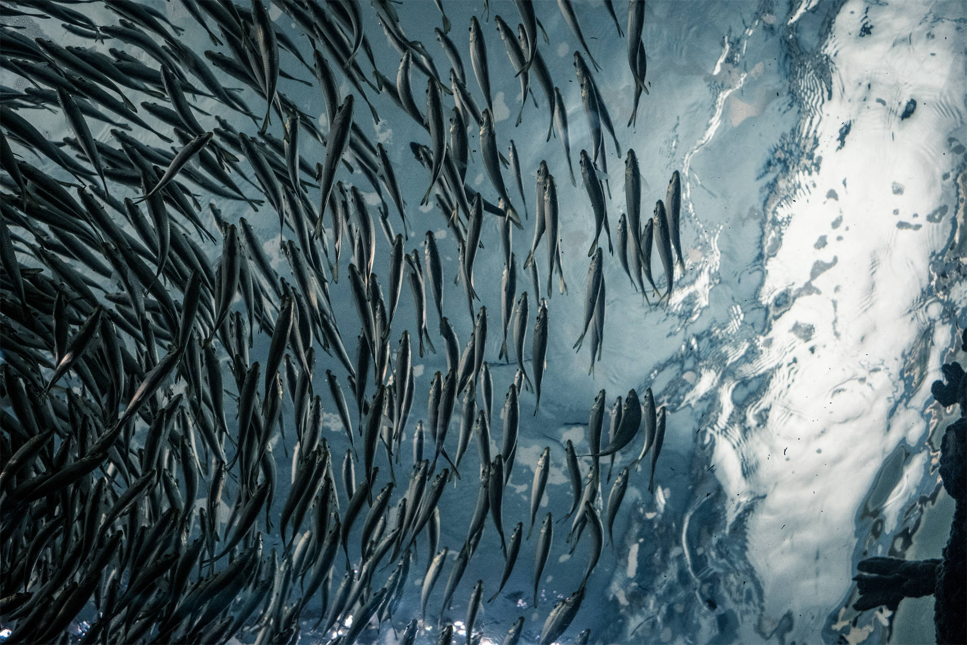 养殖水质检测